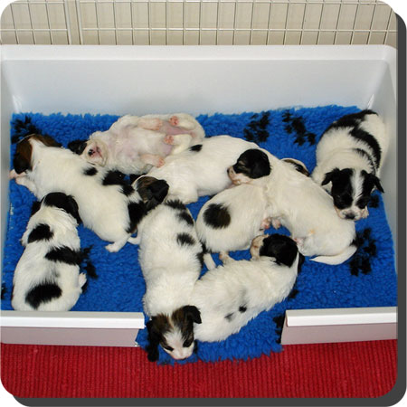 Caratoots puppies