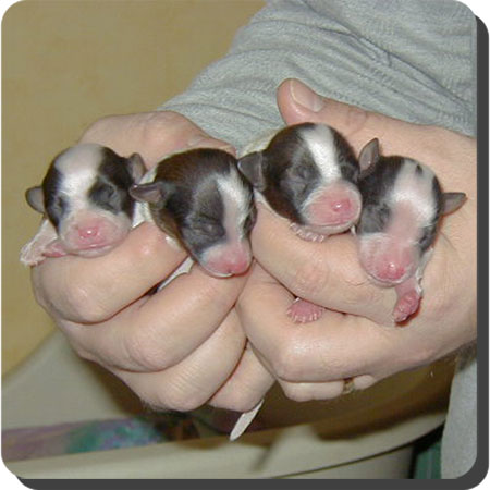 Caratoots puppies